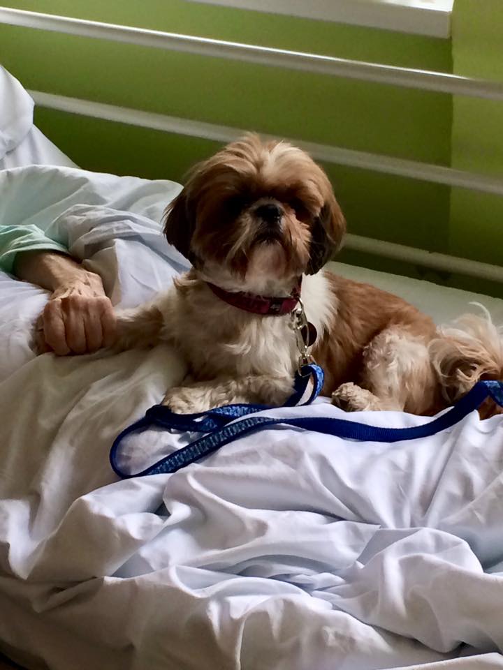 Kája, Shi-tzu
