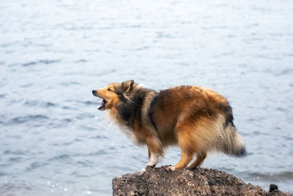 Meggie, Sheltie